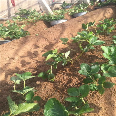 艷麗草莓苗價格解析與農民自產自銷的經營模式