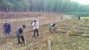 小小苗木助增收 農副產品銷售的創(chuàng)新路徑