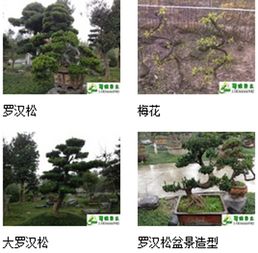 九宮格專注中小企業(yè)網絡營銷，助力溫江蜀綠苗木園藝場互聯(lián)網轉型